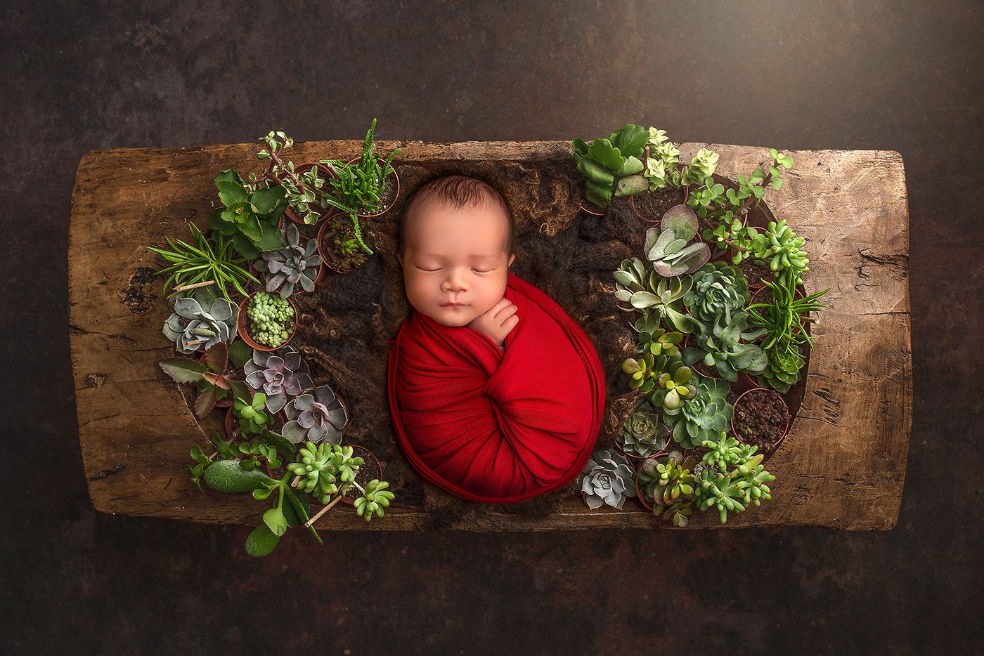 Vibrant Newborn Photos newborn baby swaddled in bright red sleeping in a bowl of succulents