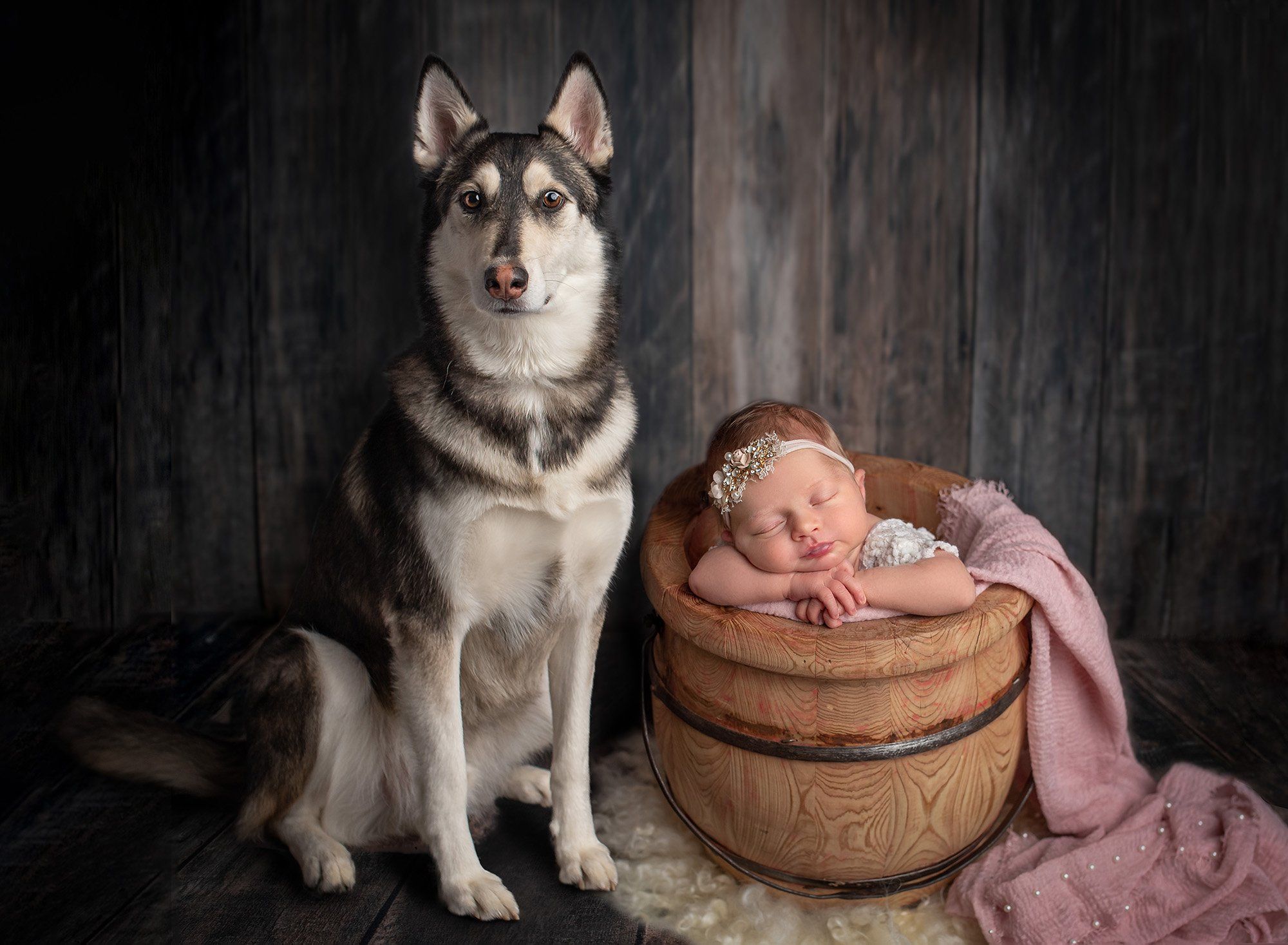 newborn sleeping in barrel next to husky with a wood background