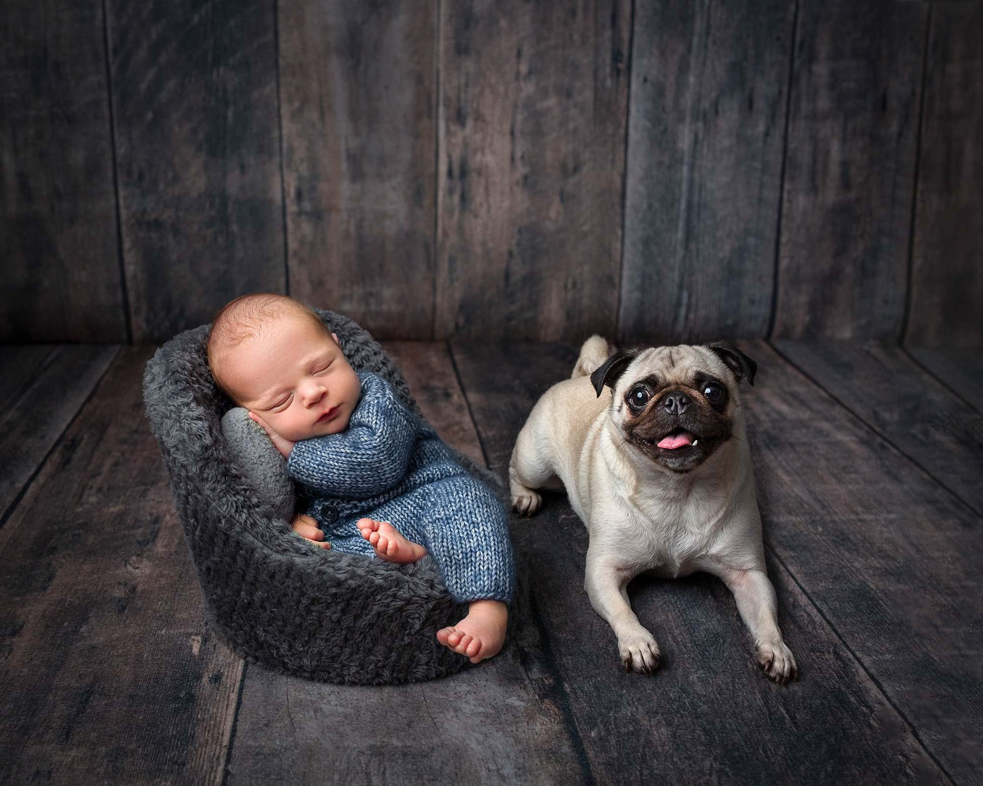 family newborn photoshoot with dog