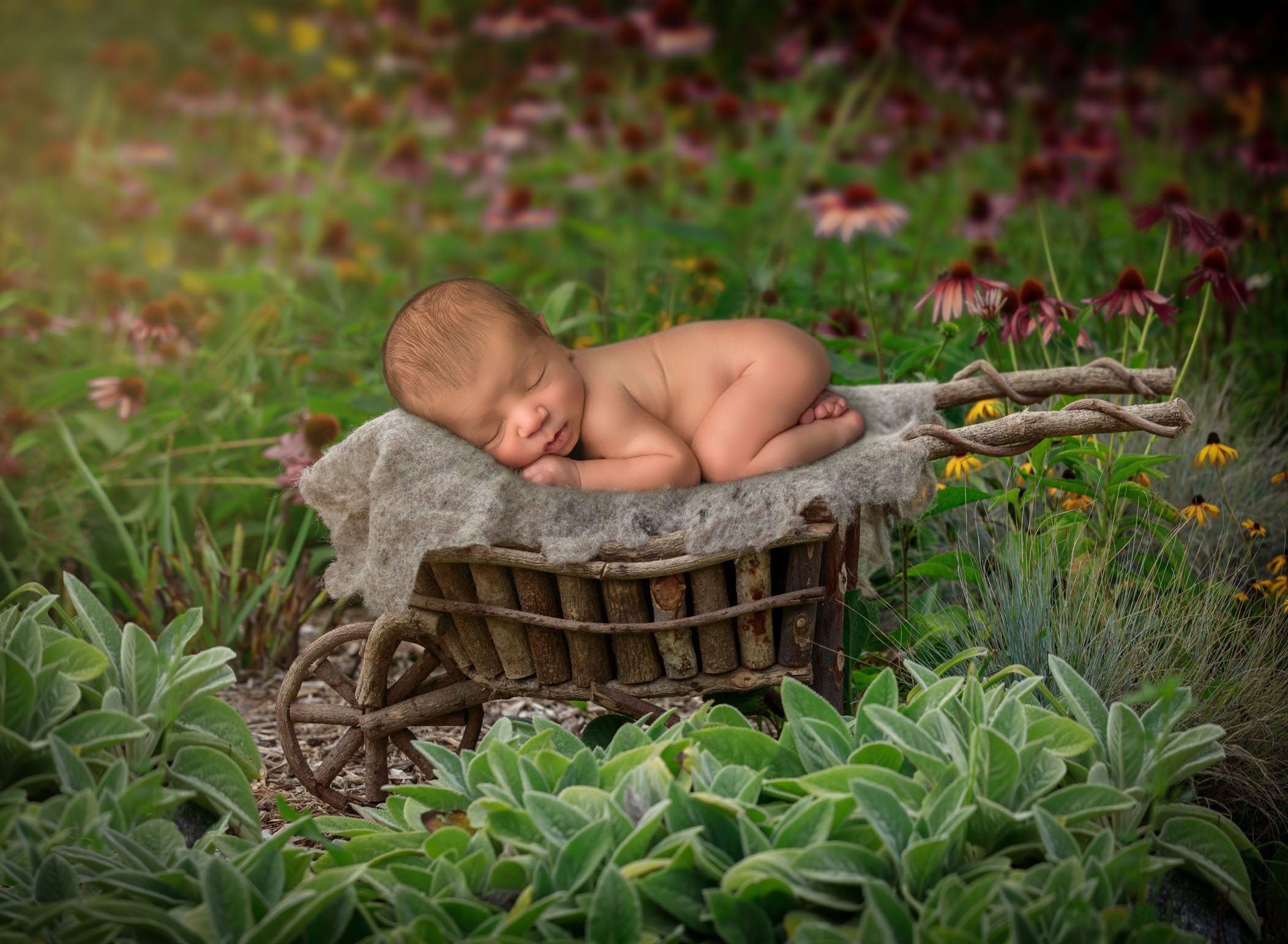 newborn baby sleeping on a wooden wheelbarrow in the garden newborn baby sleeping on a wooden wheelbarrow in the garden newborn baby sleeping on a wooden wheelbarrow in the garden