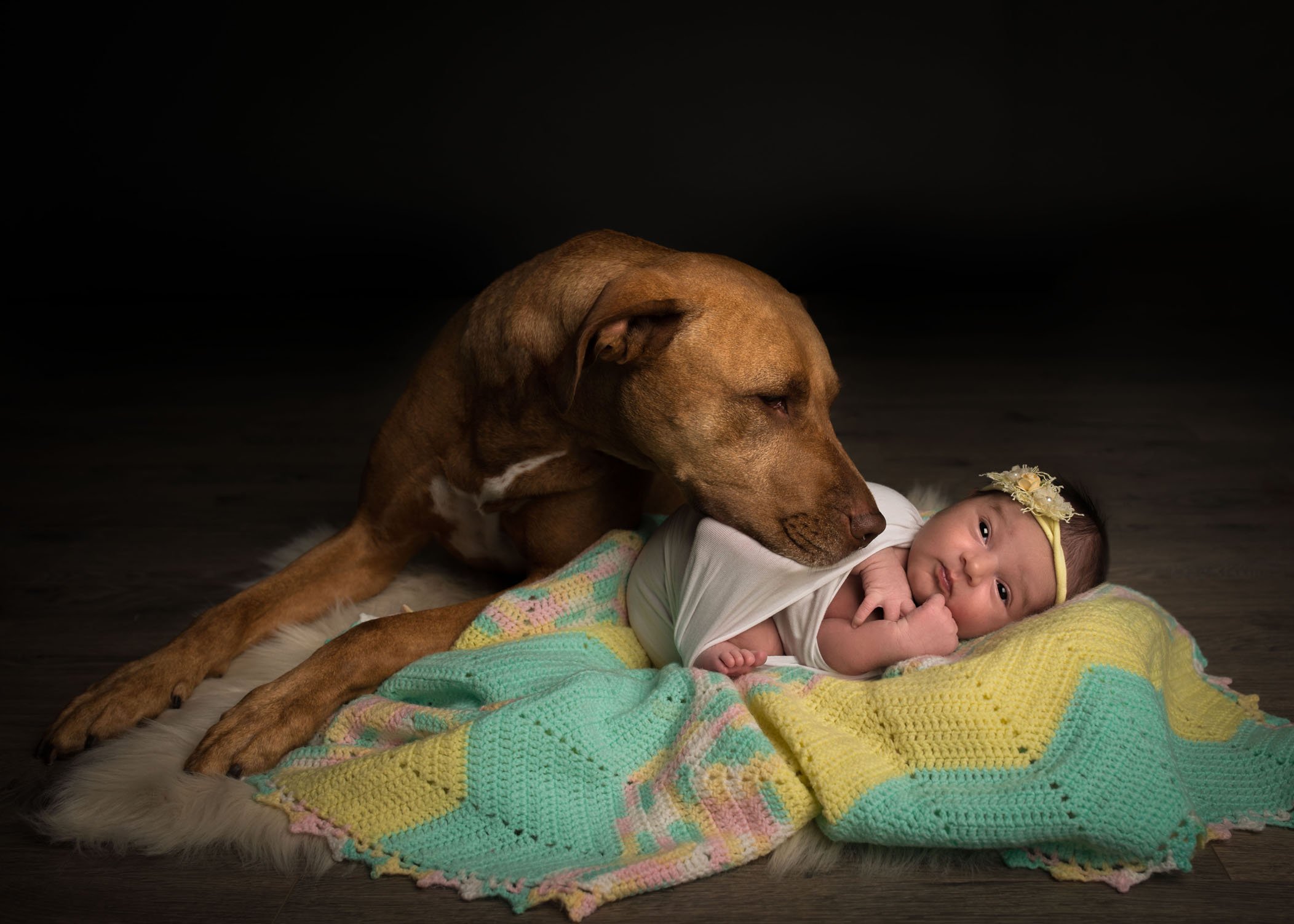 newborn lying on family blanket with dog watching over her