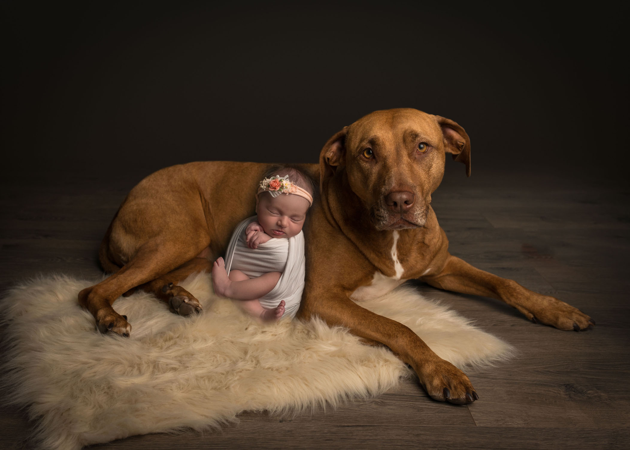 Newborn baby sleeping against family dog pitbull