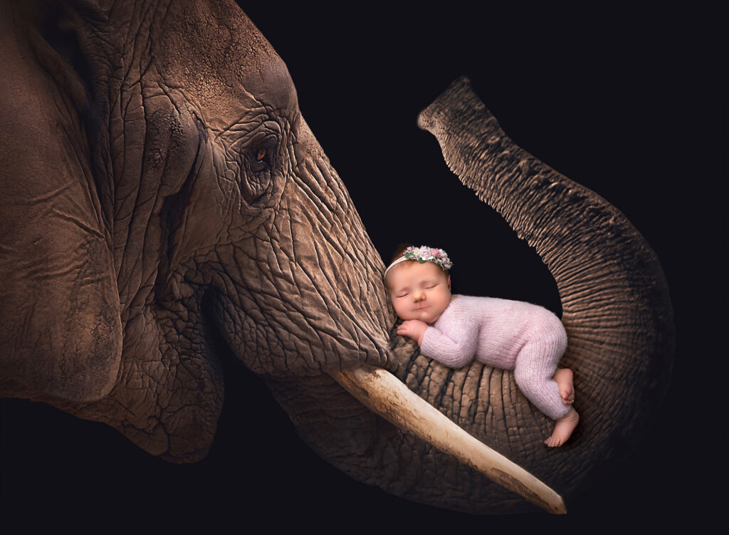 best time for newborn photography baby girl sleeping on elephant trunk