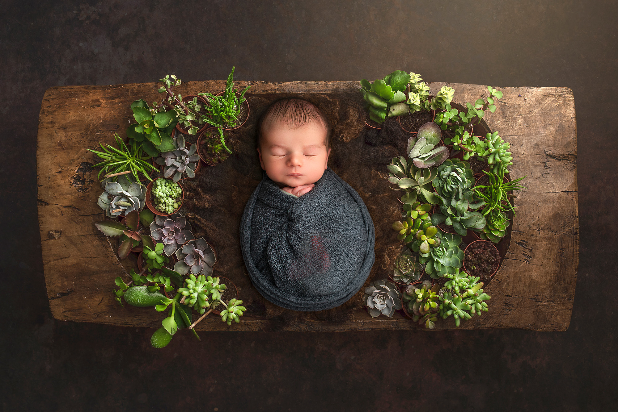 newborn boy wrapped and sleeping in a trench of planted succulents