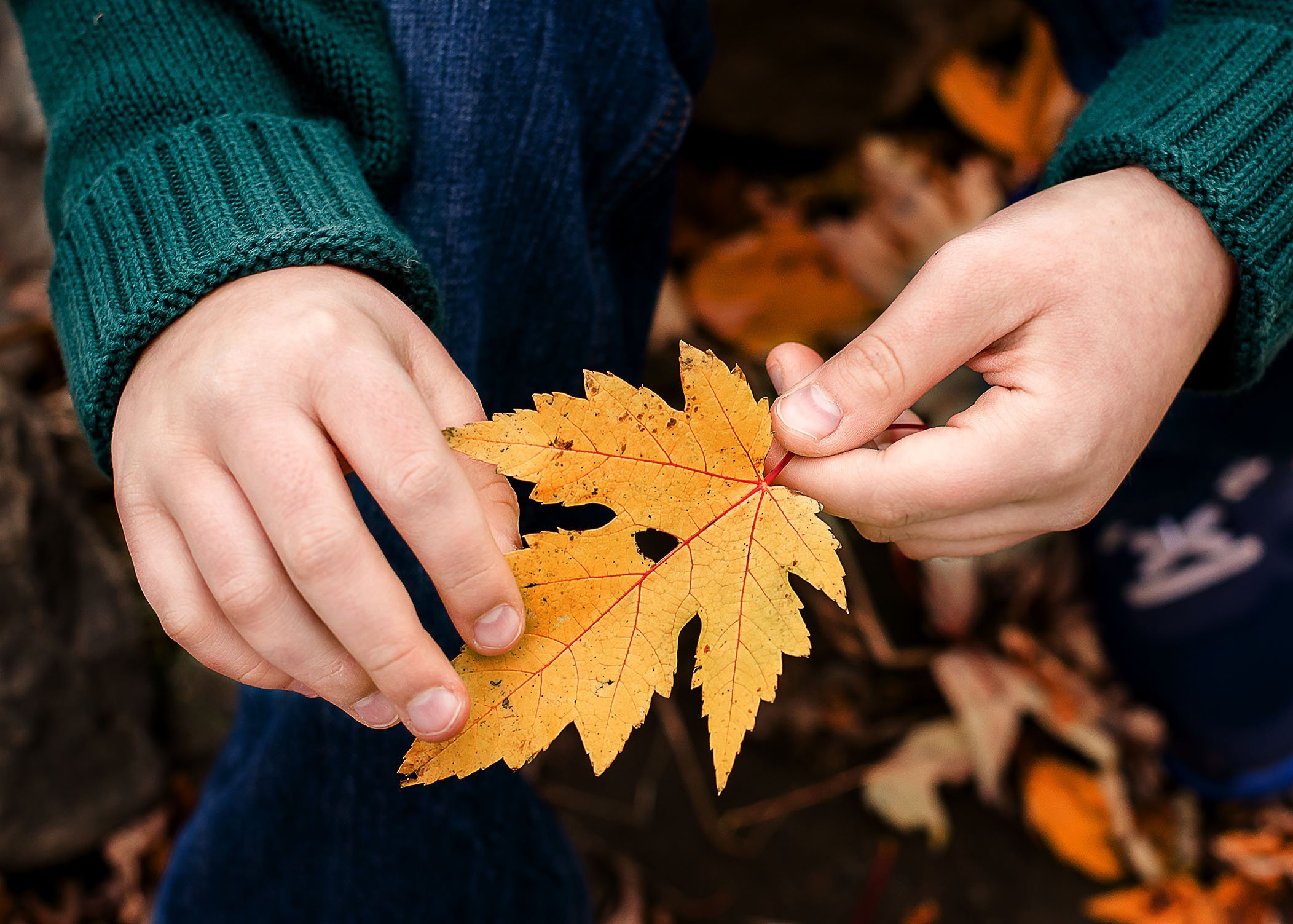 child hands holding a yellow maple leaf