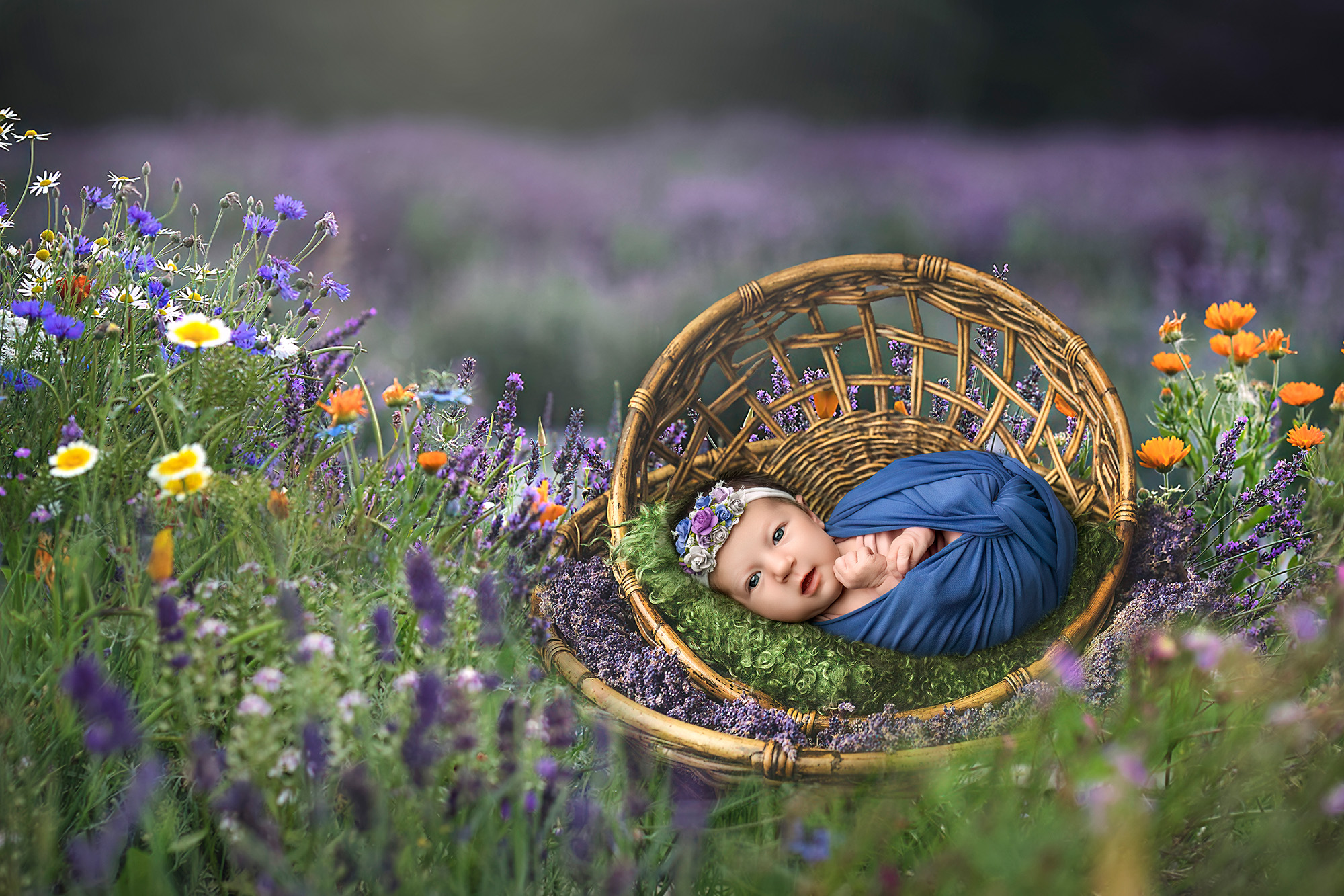 baby in wicker basket among purple wildflowers