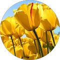 volha sarokina Avatar